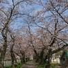 桜、に似てるマメナシ？