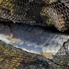 （本年度）最後のエリアトラウト