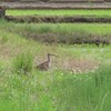 下沼田のチュウシャクシギ