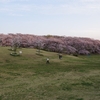 横浜の桜は見頃を迎えています