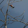 ショウジョウハナドリ(Scarlet-headed Flowerpecker)