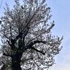 散ればこそいとど桜はめでたけれ・・・　2025-04-11