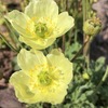 【利尻山・お花編】リシリヒナゲシ咲く雲上の花園！日本最北の百名山へ