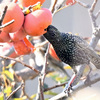柿を食べるホシムクドリ一羽