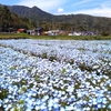 ドライブ花見の楽しみ：ネモフィラ畑と抹茶ぱふぇ