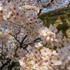 福山市神辺町の桜　「天別豊姫神社」は見頃（福山市神辺町）