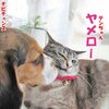 大型犬に噛み付いていた子猫が大人になって子犬に舐め回されるハメに