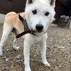 老犬ホームあん｜新人さん アサヒちゃん^^