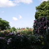 薔薇公園