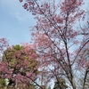 新宿御苑の花🌸と風景🌅
