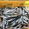 【魚醤しこみました。価値を作る】