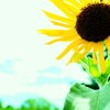ひまわり