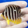 【現物11】シマヤッコ 5.8cm±! 海水魚 生体 15時までのご注文で当日発送【ヤッコ】