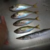 釣った魚の血抜き置き