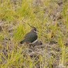 本日（11/22）の鳥見