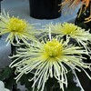 秋の花