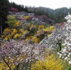 「上中のしだれ桃」は桃源郷の風景