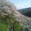 ジブリパークの後はぜひ、湯谷温泉　鳳来寺山　桜が絶景の桜淵公園へ