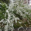 ユキヤナギ