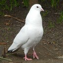 白い鳩の歩くまま思うまま