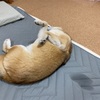 それでもコロ助と寝たい