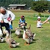 アイガモはグリーンのアイドル（熊本県）