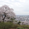 【織姫公園の桜】　300本以上の満開の桜が見事！足利の街を一望できるスポット。