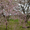 春の名残り　近江の淡墨桜