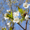 【2019年】気象会社6社による全国桜の開花予想ダービー