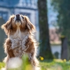 配達の際、吠えてばかりいる犬は嫌いだ！