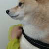 月一の獣医さん、だよ