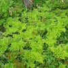 履歴稿　北海道似湾編　古雑誌と次郎　７の１
