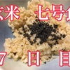 整う？玄米断食 の巻(7日目)