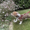 仔犬と庭