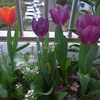 4/19 プランターのチューリップなど