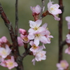 一気に開花！啓翁桜