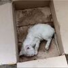 【救助】寒さと飢えで震えて泣いていた2匹の子猫を救助