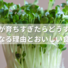 豆苗が育ちすぎたらどうする？硬くなる理由とおいしい食べ方