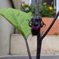 世界で一つだけの茄子