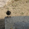 野鳥のピピちゃん何処へ(写真練習）