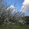 今日は山田池公園（枚方）に行きました