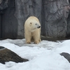 不妊治療と旭山動物園。