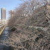 神田川の桜 東中野 北新宿あたり