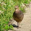 ハルジオンの土手のキジの雌雄