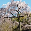 京都で桜の開花宣言！！2020年3月22日現在のおすすめの名所。