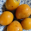 B級びわを食す