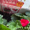 苺の花