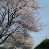 最近の2017春桜