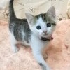 11/2🐱子ネコちゃん達入所しました！