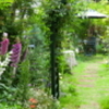 ミモザの庭のチューリップ